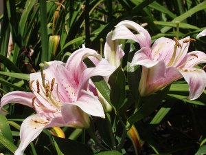 Flowers at Riverside