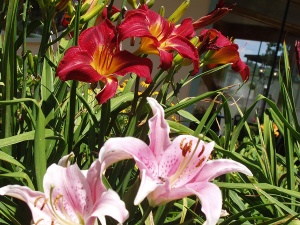 Flowers at Riverside