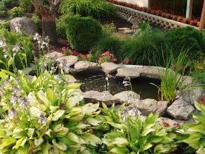 Coy Pond at Riverside